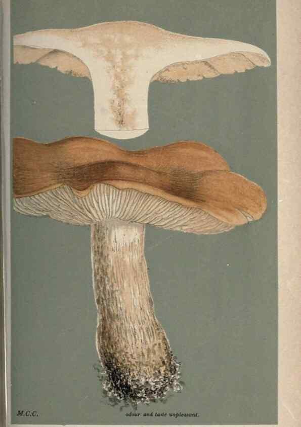 Reproducción/Reproduction 8163908677: Illustrations of British Fungi (Hymenomycetes), to serve as an atlas to the ""Handbook of British Fungi"".. LondonWilliams and Norgate1881-91