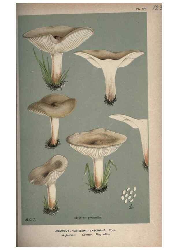 Reproducción/Reproduction 8163947848: Illustrations of British Fungi (Hymenomycetes), to serve as an atlas to the ""Handbook of British Fungi"".. LondonWilliams and Norgate1881-91