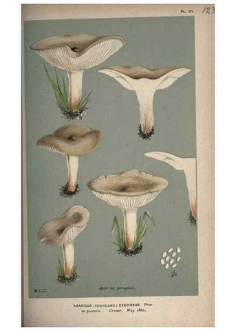 Reproducción/Reproduction 8163947848: Illustrations of British Fungi (Hymenomycetes), to serve as an atlas to the ""Handbook of British Fungi"".. LondonWilliams and Norgate1881-91