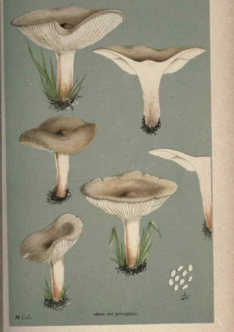 Reproducción/Reproduction 8163947848: Illustrations of British Fungi (Hymenomycetes), to serve as an atlas to the ""Handbook of British Fungi"".. LondonWilliams and Norgate1881-91