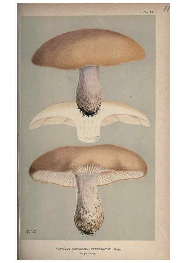 Reproducción/Reproduction 8163909145: Illustrations of British Fungi (Hymenomycetes), to serve as an atlas to the ""Handbook of British Fungi"".. LondonWilliams and Norgate1881-91