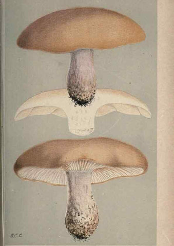 Reproducción/Reproduction 8163909145: Illustrations of British Fungi (Hymenomycetes), to serve as an atlas to the ""Handbook of British Fungi"".. LondonWilliams and Norgate1881-91