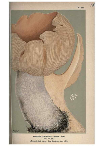 Reproducción/Reproduction 8163944202: Illustrations of British Fungi (Hymenomycetes), to serve as an atlas to the ""Handbook of British Fungi"".. LondonWilliams and Norgate1881-91