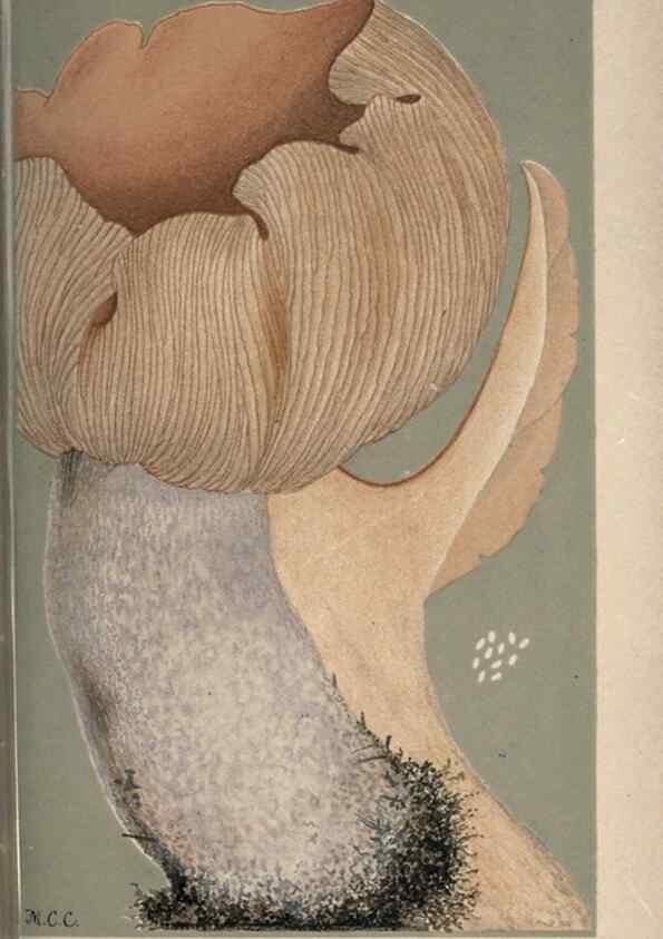 Reproducción/Reproduction 8163944202: Illustrations of British Fungi (Hymenomycetes), to serve as an atlas to the ""Handbook of British Fungi"".. LondonWilliams and Norgate1881-91