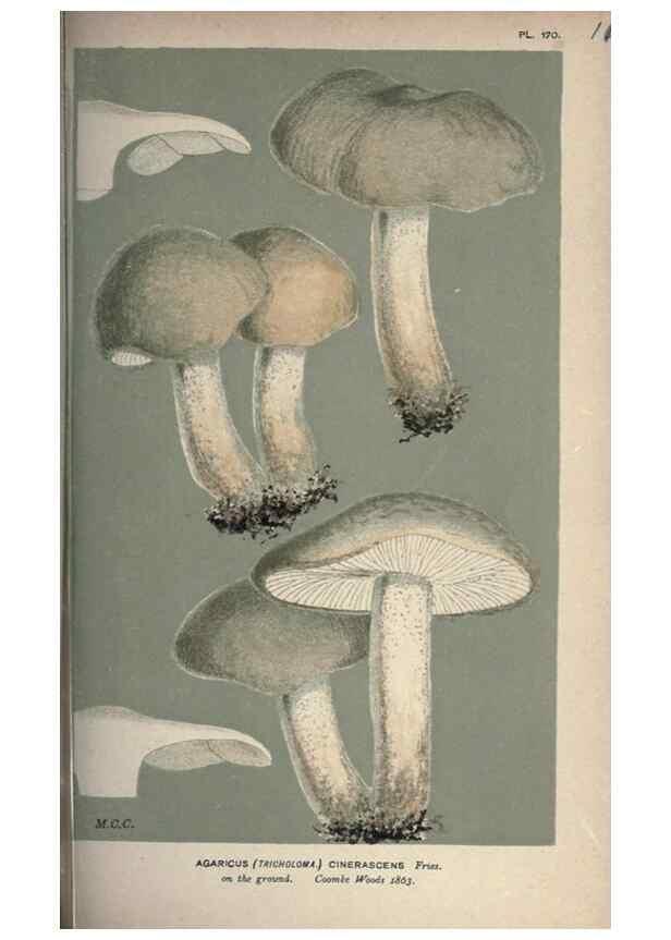 Reproducción/Reproduction 8163910603: Illustrations of British Fungi (Hymenomycetes), to serve as an atlas to the ""Handbook of British Fungi"".. LondonWilliams and Norgate1881-91