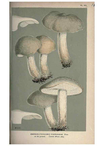 Reproducción/Reproduction 8163910603: Illustrations of British Fungi (Hymenomycetes), to serve as an atlas to the ""Handbook of British Fungi"".. LondonWilliams and Norgate1881-91