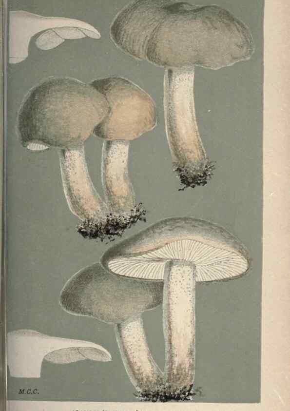 Reproducción/Reproduction 8163910603: Illustrations of British Fungi (Hymenomycetes), to serve as an atlas to the ""Handbook of British Fungi"".. LondonWilliams and Norgate1881-91