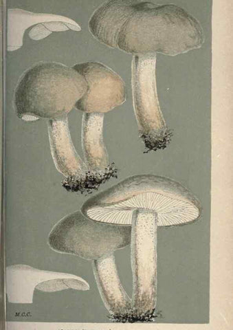 Reproducción/Reproduction 8163910603: Illustrations of British Fungi (Hymenomycetes), to serve as an atlas to the ""Handbook of British Fungi"".. LondonWilliams and Norgate1881-91