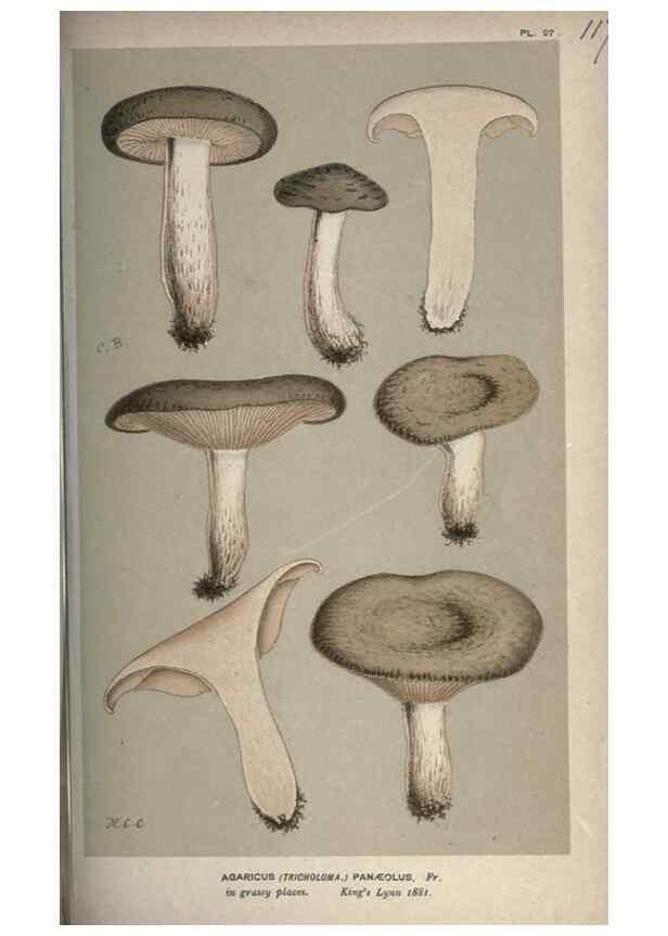 Reproducción/Reproduction 8163911047: Illustrations of British Fungi (Hymenomycetes), to serve as an atlas to the ""Handbook of British Fungi"".. LondonWilliams and Norgate1881-91