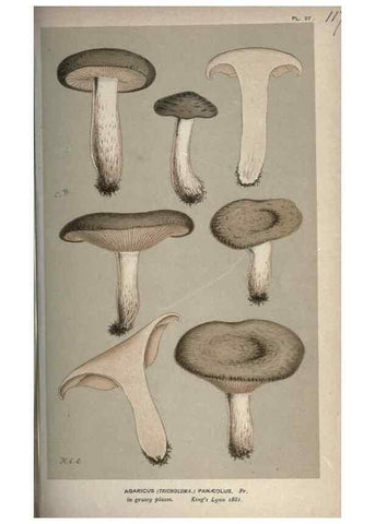 Reproducción/Reproduction 8163911047: Illustrations of British Fungi (Hymenomycetes), to serve as an atlas to the ""Handbook of British Fungi"".. LondonWilliams and Norgate1881-91