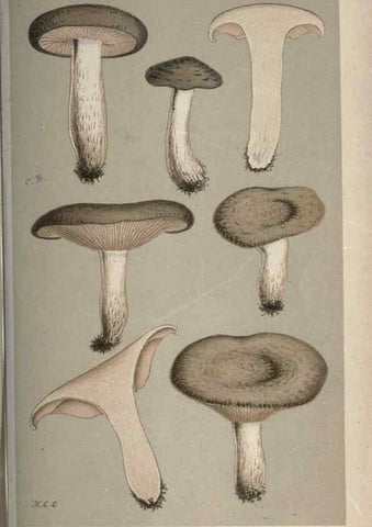 Reproducción/Reproduction 8163911047: Illustrations of British Fungi (Hymenomycetes), to serve as an atlas to the ""Handbook of British Fungi"".. LondonWilliams and Norgate1881-91