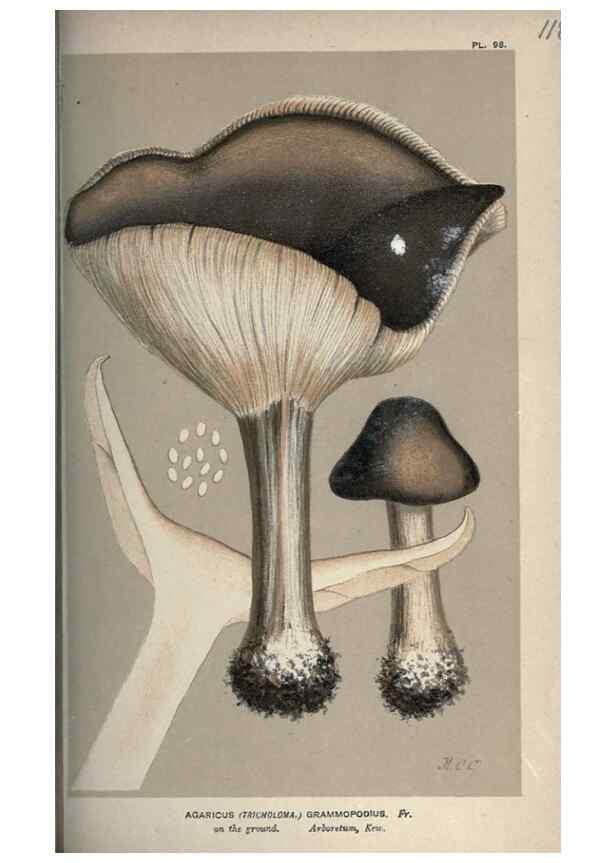 Reproducción/Reproduction 8163945654: Illustrations of British Fungi (Hymenomycetes), to serve as an atlas to the ""Handbook of British Fungi"".. LondonWilliams and Norgate1881-91