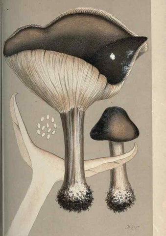 Reproducción/Reproduction 8163945654: Illustrations of British Fungi (Hymenomycetes), to serve as an atlas to the ""Handbook of British Fungi"".. LondonWilliams and Norgate1881-91