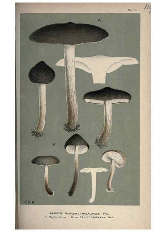 Reproducción/Reproduction 8163911991: Illustrations of British Fungi (Hymenomycetes), to serve as an atlas to the ""Handbook of British Fungi"".. LondonWilliams and Norgate1881-91