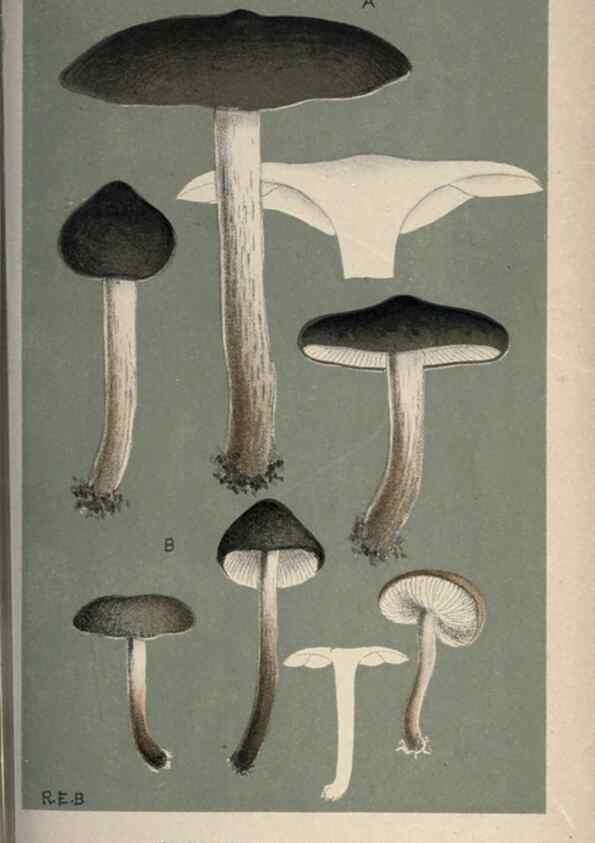 Reproducción/Reproduction 8163911991: Illustrations of British Fungi (Hymenomycetes), to serve as an atlas to the ""Handbook of British Fungi"".. LondonWilliams and Norgate1881-91