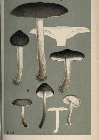 Reproducción/Reproduction 8163911991: Illustrations of British Fungi (Hymenomycetes), to serve as an atlas to the ""Handbook of British Fungi"".. LondonWilliams and Norgate1881-91