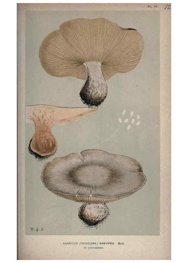 Reproducción/Reproduction 8163946492: Illustrations of British Fungi (Hymenomycetes), to serve as an atlas to the ""Handbook of British Fungi"".. LondonWilliams and Norgate1881-91
