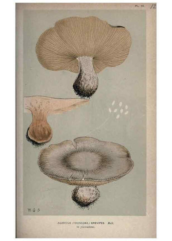 Reproducción/Reproduction 8163946492: Illustrations of British Fungi (Hymenomycetes), to serve as an atlas to the ""Handbook of British Fungi"".. LondonWilliams and Norgate1881-91