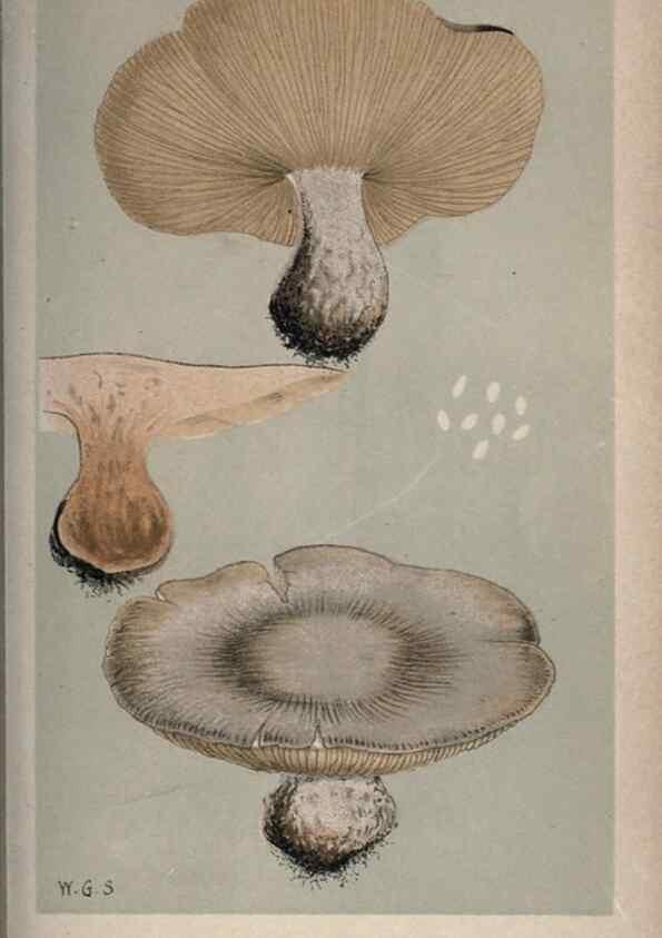 Reproducción/Reproduction 8163946492: Illustrations of British Fungi (Hymenomycetes), to serve as an atlas to the ""Handbook of British Fungi"".. LondonWilliams and Norgate1881-91