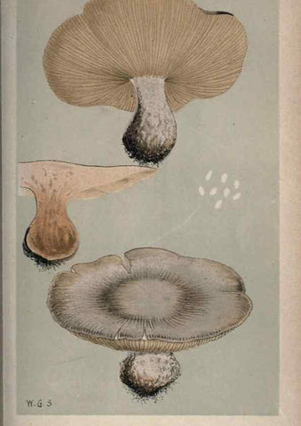 Reproducción/Reproduction 8163946492: Illustrations of British Fungi (Hymenomycetes), to serve as an atlas to the ""Handbook of British Fungi"".. LondonWilliams and Norgate1881-91