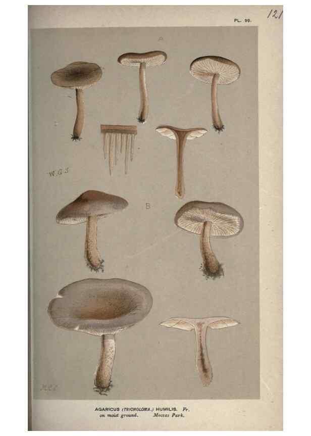 Reproducción/Reproduction 8163912767: Illustrations of British Fungi (Hymenomycetes), to serve as an atlas to the ""Handbook of British Fungi"".. LondonWilliams and Norgate1881-91