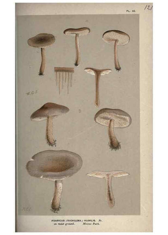 Reproducción/Reproduction 8163912767: Illustrations of British Fungi (Hymenomycetes), to serve as an atlas to the ""Handbook of British Fungi"".. LondonWilliams and Norgate1881-91