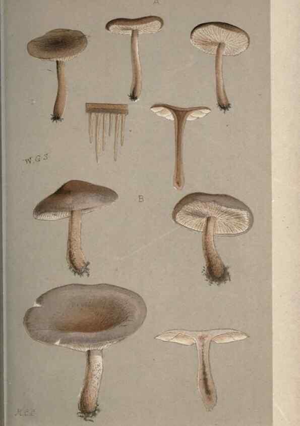 Reproducción/Reproduction 8163912767: Illustrations of British Fungi (Hymenomycetes), to serve as an atlas to the ""Handbook of British Fungi"".. LondonWilliams and Norgate1881-91