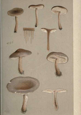 Reproducción/Reproduction 8163912767: Illustrations of British Fungi (Hymenomycetes), to serve as an atlas to the ""Handbook of British Fungi"".. LondonWilliams and Norgate1881-91