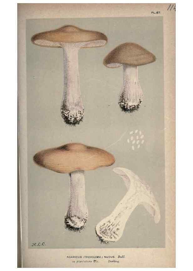 Reproducción/Reproduction 8163909685: Illustrations of British Fungi (Hymenomycetes), to serve as an atlas to the ""Handbook of British Fungi"".. LondonWilliams and Norgate1881-91