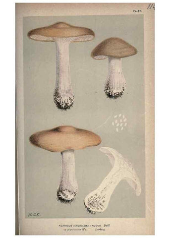 Reproducción/Reproduction 8163909685: Illustrations of British Fungi (Hymenomycetes), to serve as an atlas to the ""Handbook of British Fungi"".. LondonWilliams and Norgate1881-91