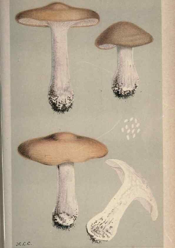 Reproducción/Reproduction 8163909685: Illustrations of British Fungi (Hymenomycetes), to serve as an atlas to the ""Handbook of British Fungi"".. LondonWilliams and Norgate1881-91