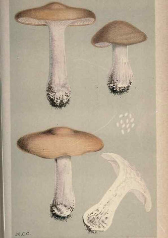 Reproducción/Reproduction 8163909685: Illustrations of British Fungi (Hymenomycetes), to serve as an atlas to the ""Handbook of British Fungi"".. LondonWilliams and Norgate1881-91