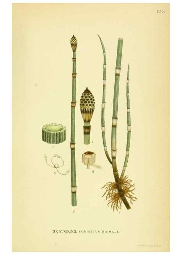 Reproducción/Reproduction 8147677045: Billeder af nordens flora,. København,G.E.C. Gad's forlag,1917-1927.