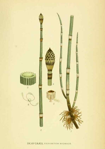 Reproducción/Reproduction 8147677045: Billeder af nordens flora,. København,G.E.C. Gad's forlag,1917-1927.