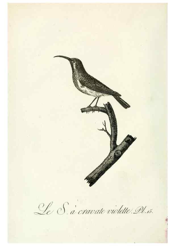 Reproducción/Reproduction 8221409828: Histoire naturelle et générale des grimpereaux et des oiseaux de paradis /. Paris :Desray ,an XI = 1802.