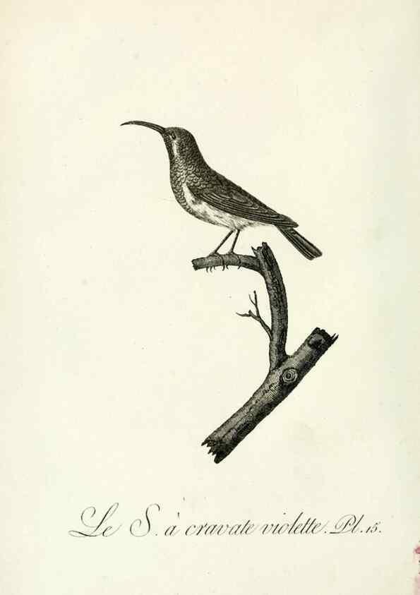 Reproducción/Reproduction 8221409828: Histoire naturelle et générale des grimpereaux et des oiseaux de paradis /. Paris :Desray ,an XI = 1802.