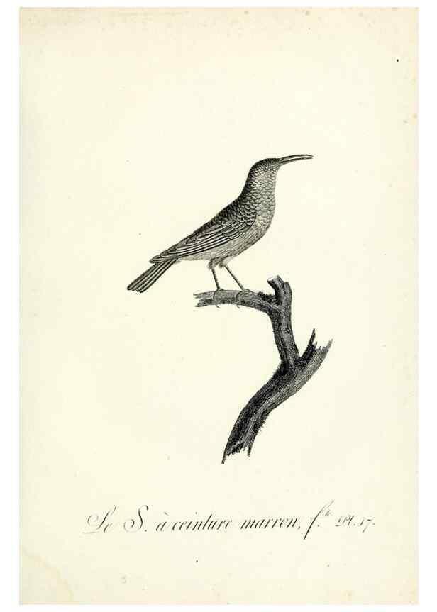 Reproducción/Reproduction 8221410656: Histoire naturelle et générale des grimpereaux et des oiseaux de paradis /. Paris :Desray ,an XI = 1802.