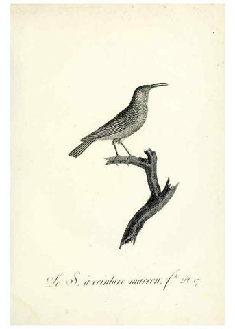 Reproducción/Reproduction 8221410656: Histoire naturelle et générale des grimpereaux et des oiseaux de paradis /. Paris :Desray ,an XI = 1802.