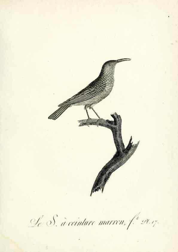 Reproducción/Reproduction 8221410656: Histoire naturelle et générale des grimpereaux et des oiseaux de paradis /. Paris :Desray ,an XI = 1802.