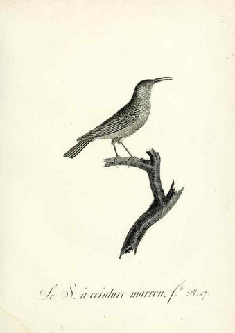 Reproducción/Reproduction 8221410656: Histoire naturelle et générale des grimpereaux et des oiseaux de paradis /. Paris :Desray ,an XI = 1802.