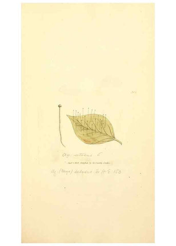 Reproducción/Reproduction 8229479815: Coloured figures of English fungi or mushrooms.. London,Printed by J. Davis,1797-[1809]