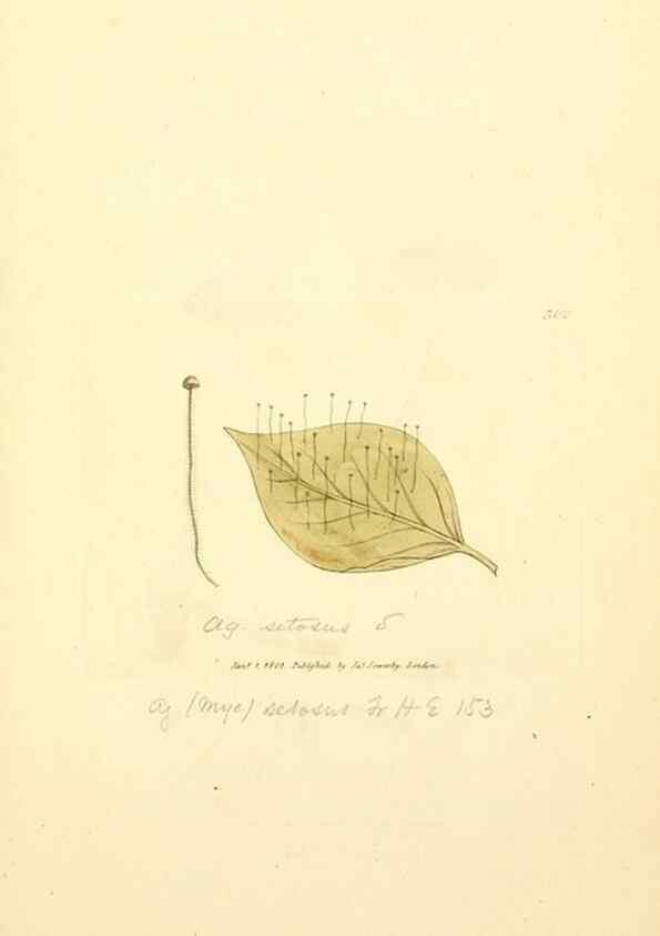 Reproducción/Reproduction 8229479815: Coloured figures of English fungi or mushrooms.. London,Printed by J. Davis,1797-[1809]