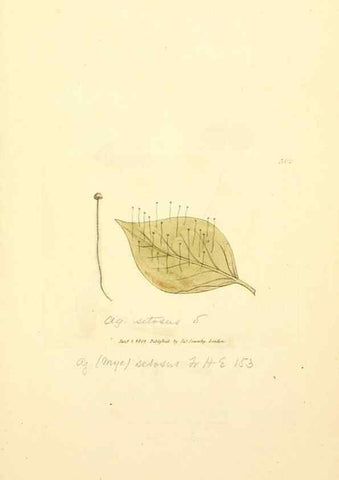 Reproducción/Reproduction 8229479815: Coloured figures of English fungi or mushrooms.. London,Printed by J. Davis,1797-[1809]