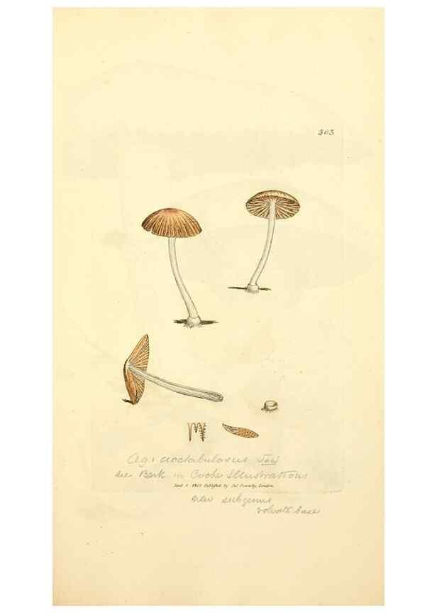 Reproducción/Reproduction 8229480531: Coloured figures of English fungi or mushrooms.. London,Printed by J. Davis,1797-[1809]