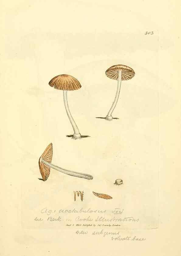 Reproducción/Reproduction 8229480531: Coloured figures of English fungi or mushrooms.. London,Printed by J. Davis,1797-[1809]