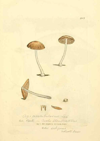 Reproducción/Reproduction 8229480531: Coloured figures of English fungi or mushrooms.. London,Printed by J. Davis,1797-[1809]