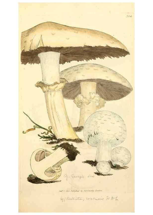 Reproducción/Reproduction 8229481063: Coloured figures of English fungi or mushrooms.. London,Printed by J. Davis,1797-[1809]