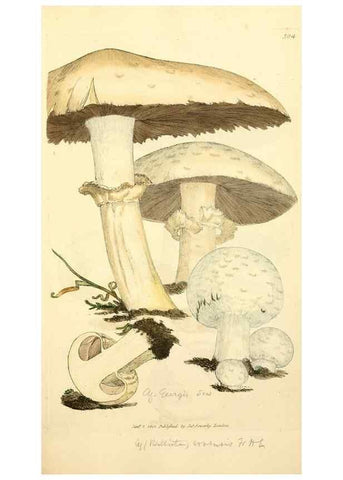Reproducción/Reproduction 8229481063: Coloured figures of English fungi or mushrooms.. London,Printed by J. Davis,1797-[1809]