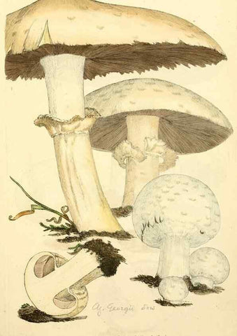 Reproducción/Reproduction 8229481063: Coloured figures of English fungi or mushrooms.. London,Printed by J. Davis,1797-[1809]