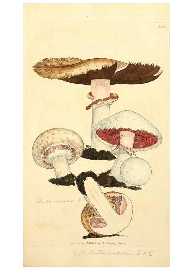 Reproducción/Reproduction 8229481635: Coloured figures of English fungi or mushrooms.. London,Printed by J. Davis,1797-[1809]
